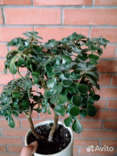 Дерево счастья