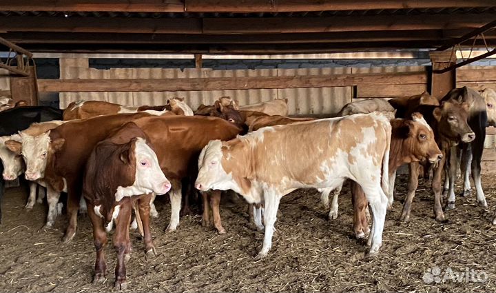 Продаются бычки