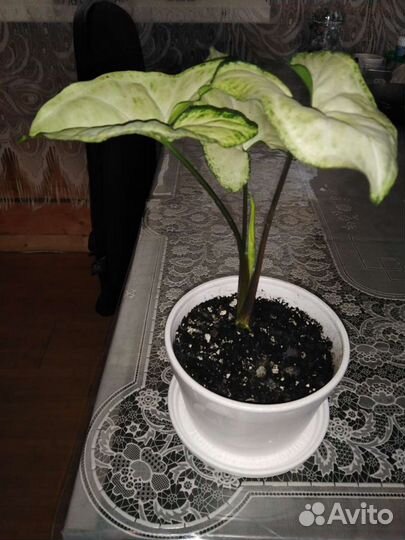 Цветы сингониум