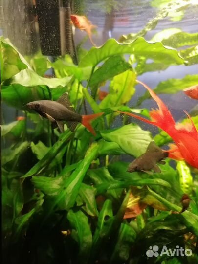 Лабео биколор