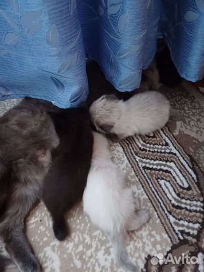 Британские котята