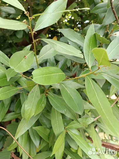 Семена лавр благородный урожай 2023 года