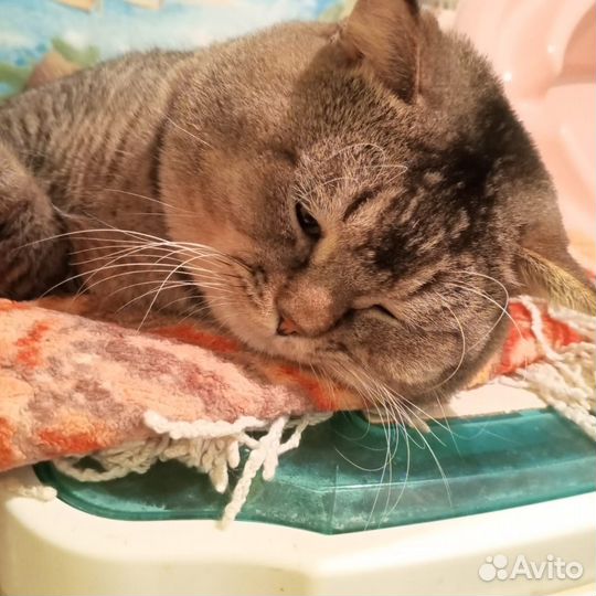 Золотая шиншилла вязка