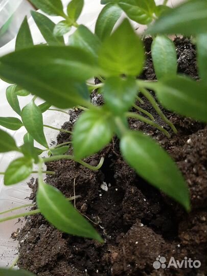 Рассада перца сладкого