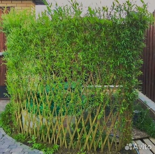 Плетеные деревья из ивы американки