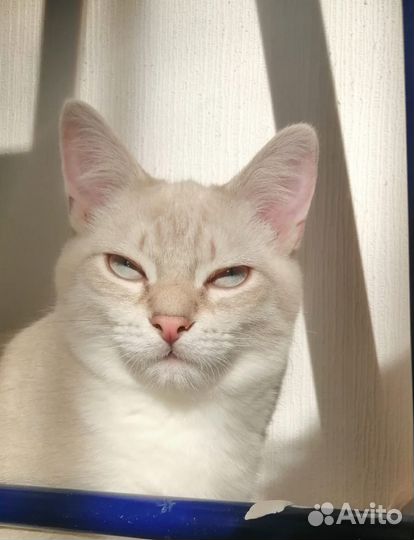 Подростки котики