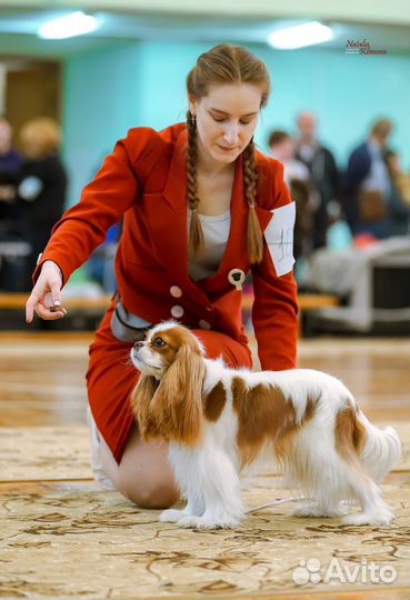 Хендлер Новосибирск