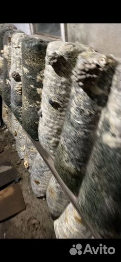 Грибные блоки вешенка