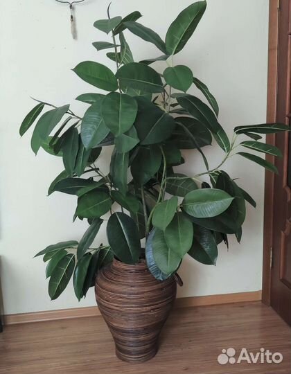 Искусственный фикус