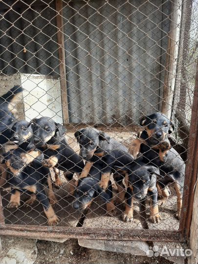 Щенки ягдтерьера