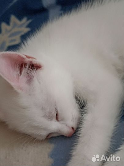 Отдам котёнка в добрые руки