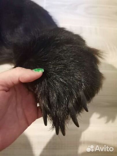 Шкура медведя имитация