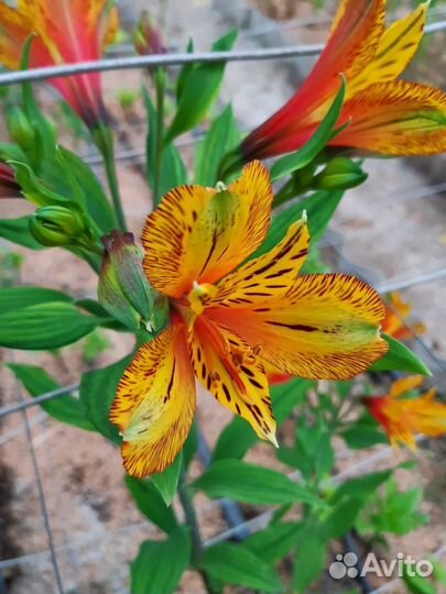 Астрамерия