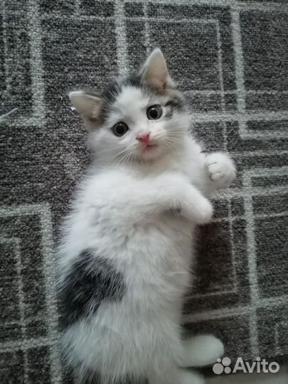 Котятки в добрые руки