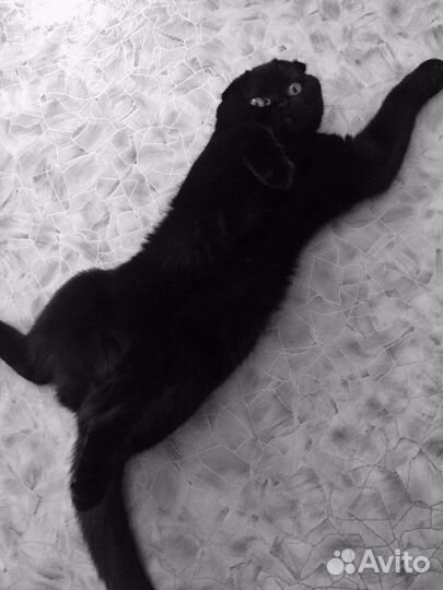 Кошка для вязки