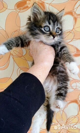 Шикарный мальчик