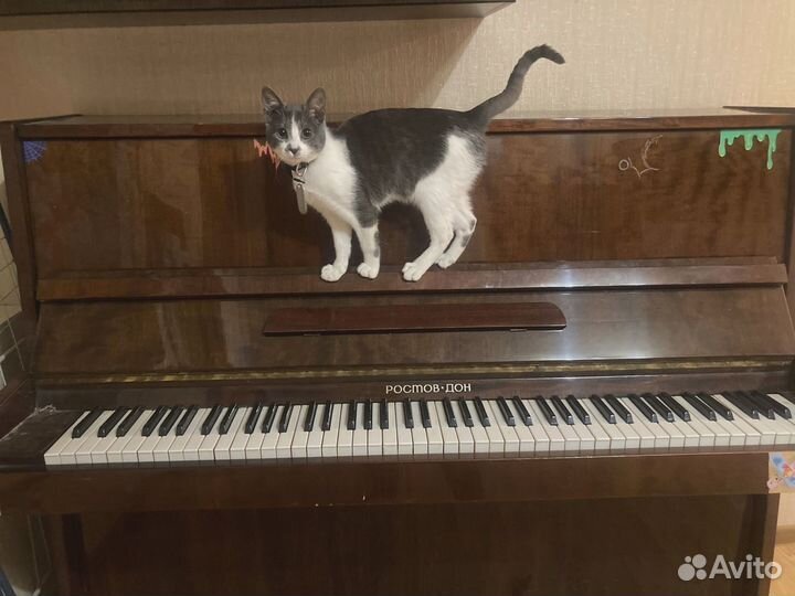 Кот продаёт пианино