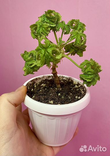 Пеларгонии сортовые