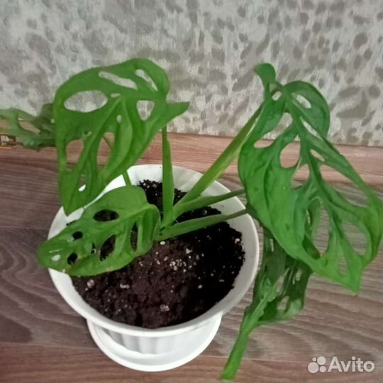 Монстера Манки