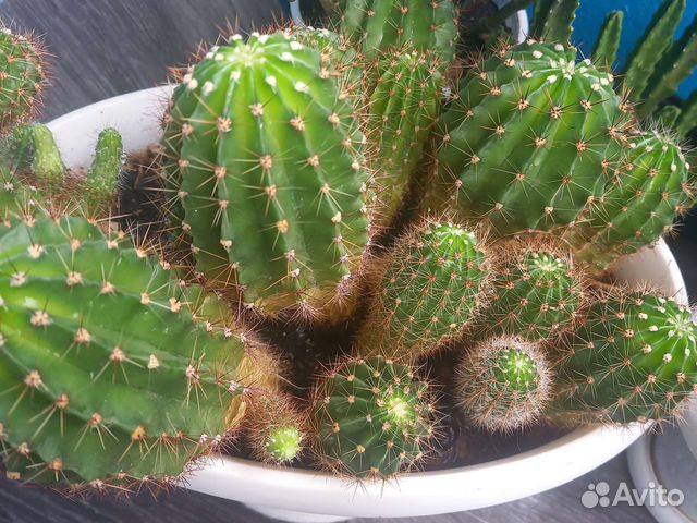 Кактусы и суккуленты