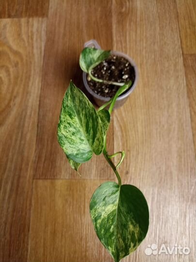 Сциндапсус,эпипремнум