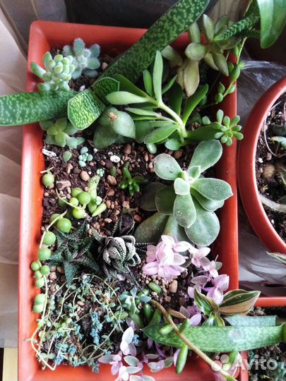 Суккуленты микс. Спатифиллум