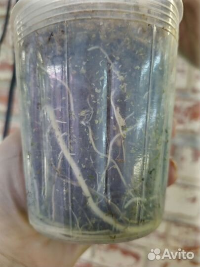 Алоказия Скальпрум