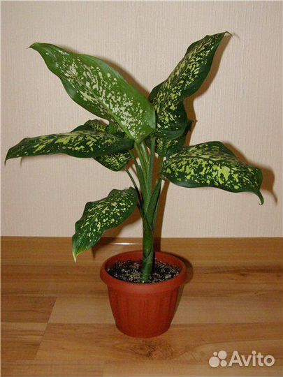 Диффенбахия