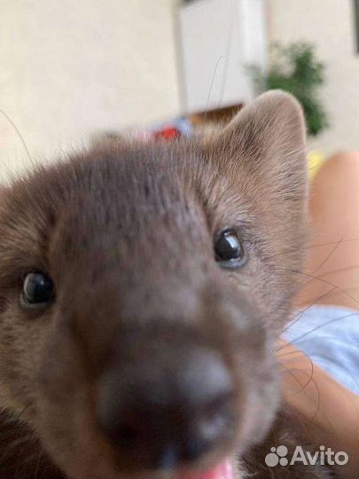 Соболь животное