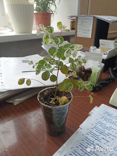 Брейния снежная