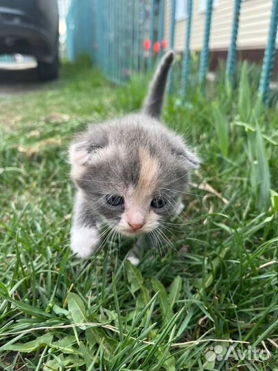 Котята в добрые руки бесплатно