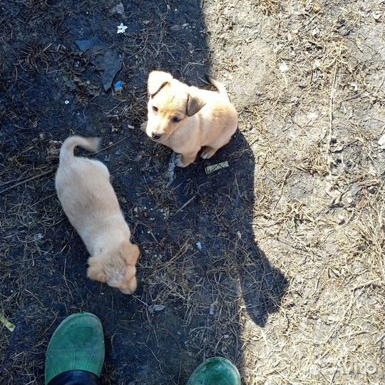 Щенки бесплатно