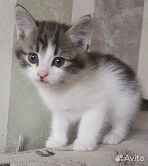 Котята в добрые руки бесплатно