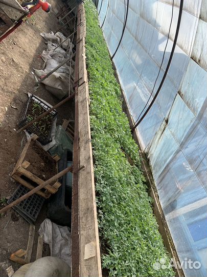 Рассада помидор перец базелик баклажаны