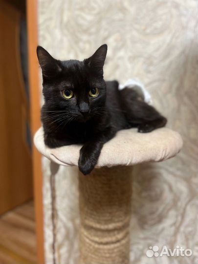 Кошка