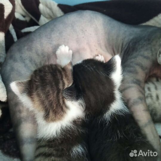 Котята в добрые руки. Метисы канадского сфинкса