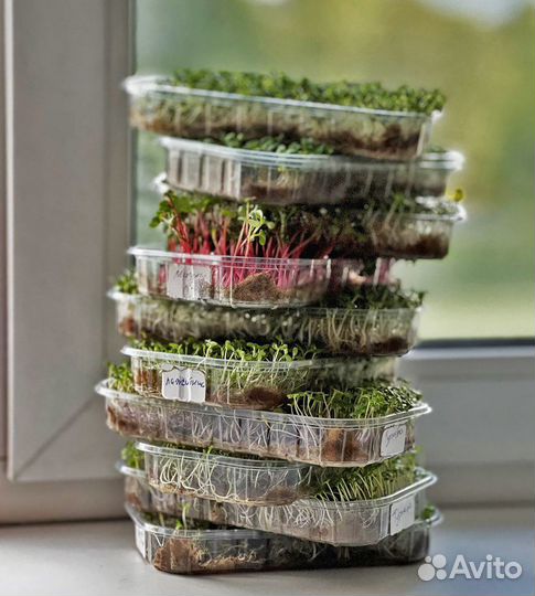 Семена для выращивания микрозелени (доставка есть)