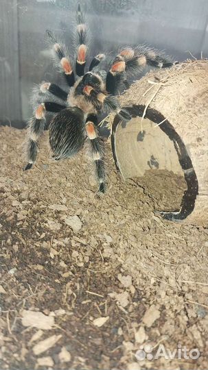 Паук птицеед