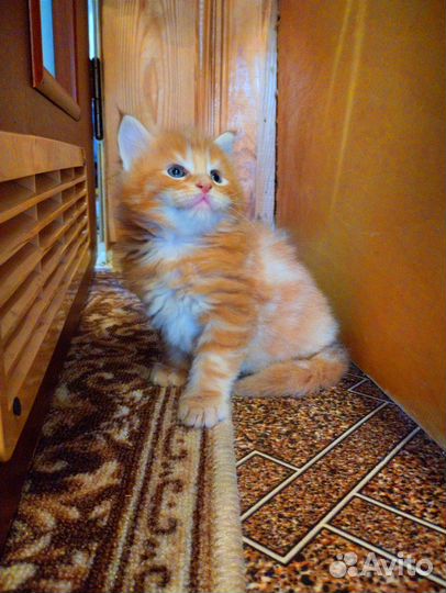 Котята мейн-кун