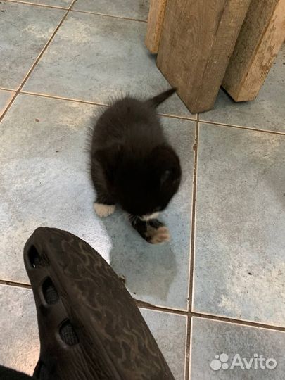 Отдам котенка (мальчик)