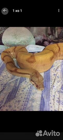 Императорский удав salmon