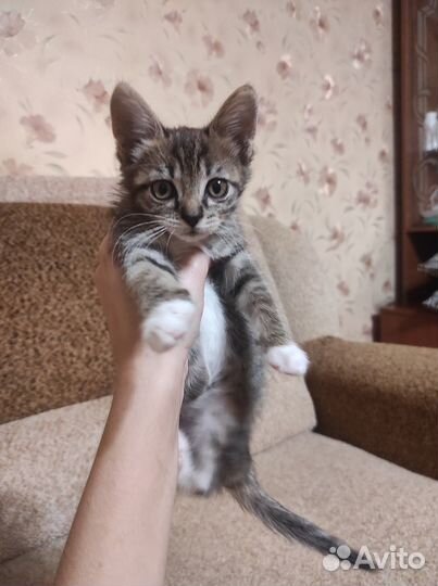 Отдам котят