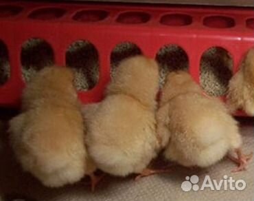 Корм Бройлер Старт