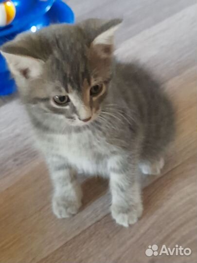 Отдам котёнка