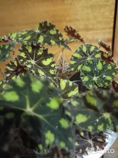 Бегония декоративно лиственная. Детки