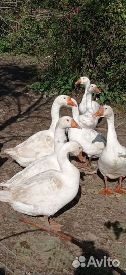 Домашняя птица