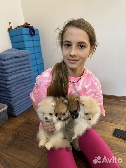 Йога со щенками Хабаровск