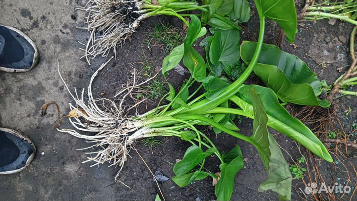 Калла эфиопская белая