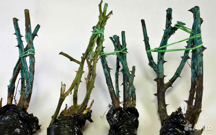 Плетистая роза