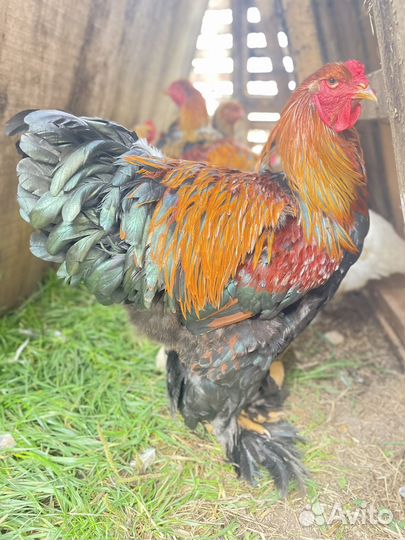 Петух Брама куропатчатая